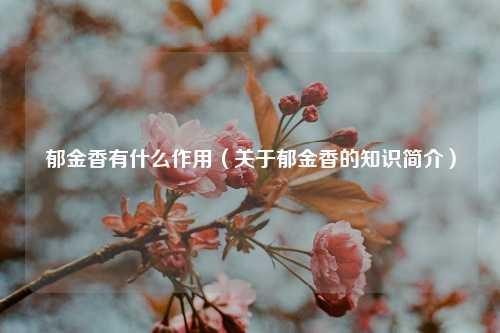 郁金香有什么作用（关于郁金香的知识简介） 花卉