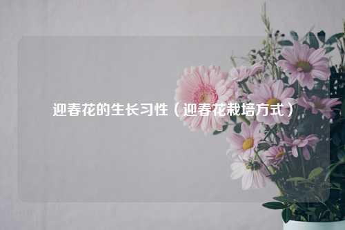 迎春花的生长习性（迎春花栽培方式） 花卉