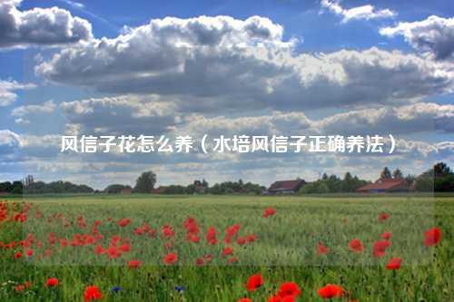 风信子花怎么养（水培风信子正确养法） 花卉