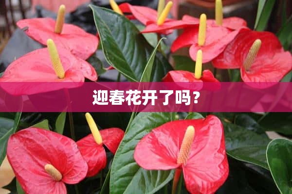 迎春花开了吗？