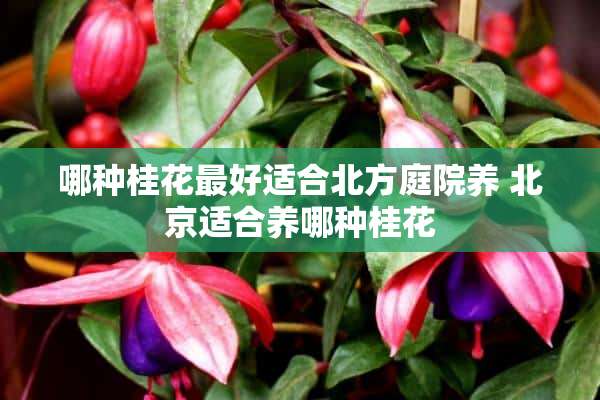 哪种桂花最好适合北方庭院养 北京适合养哪种桂花