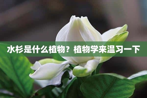 水杉是什么植物？植物学来温习一下