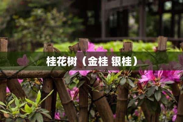 桂花树（金桂 银桂）