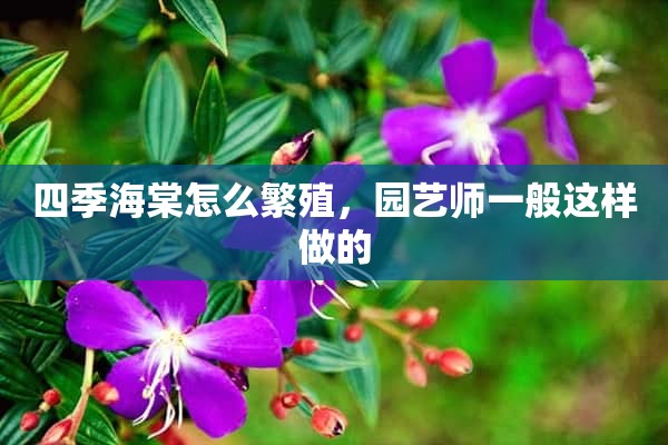 四季海棠怎么繁殖，园艺师一般这样做的