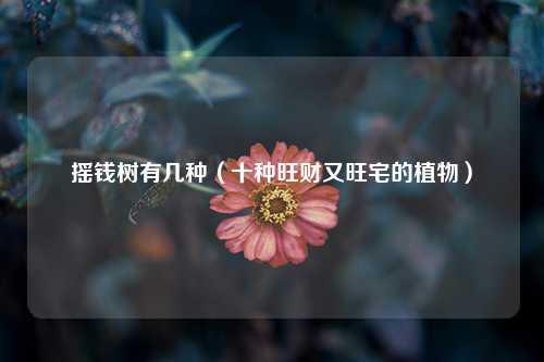 摇钱树有几种（十种旺财又旺宅的植物） 花卉