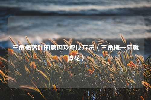 三角梅落叶的原因及解决方法（三角梅一碰就掉花） 花卉