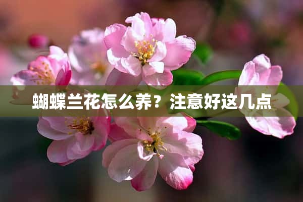 蝴蝶兰花怎么养？注意好这几点