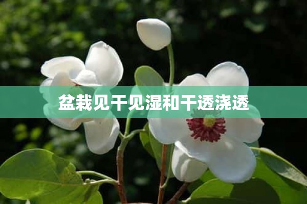 盆栽见干见湿和干透浇透