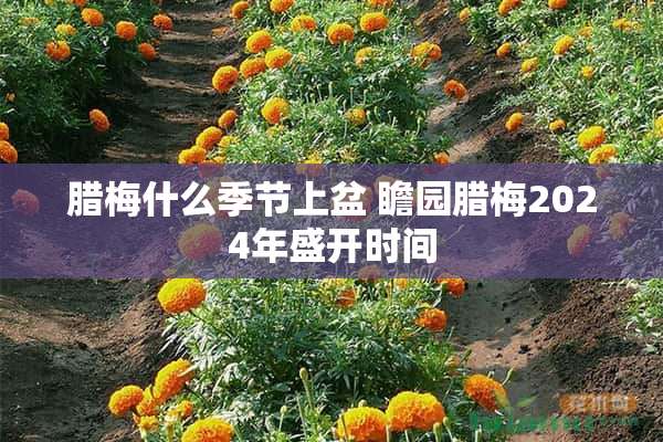 腊梅什么季节上盆 瞻园腊梅2024年盛开时间