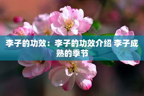 李子的功效：李子的功效介绍 李子成熟的季节