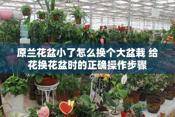 原兰花盆小了怎么换个大盆栽 给花换花盆时的正确操作步骤