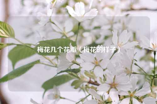 梅花几个花瓣（梅花的样子） 花卉