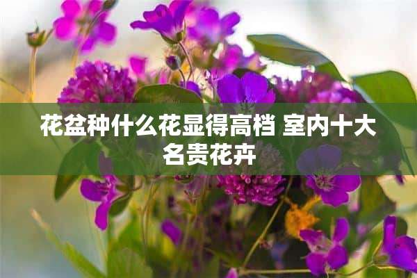 花盆种什么花显得高档 室内十大名贵花卉