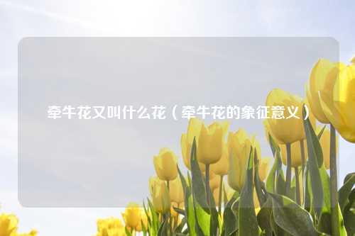 牵牛花又叫什么花（牵牛花的象征意义） 花卉