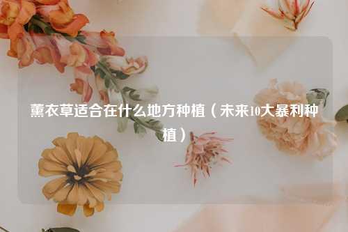 薰衣草适合在什么地方种植（未来10大暴利种植） 花卉