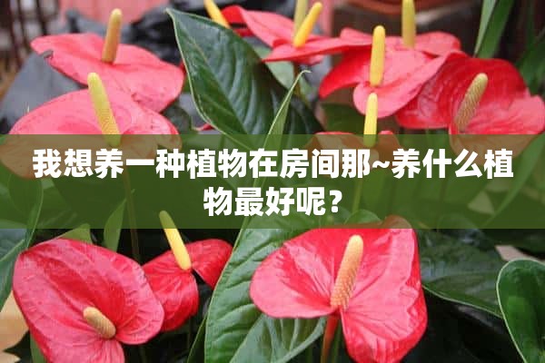 我想养一种植物在房间那~养什么植物最好呢？