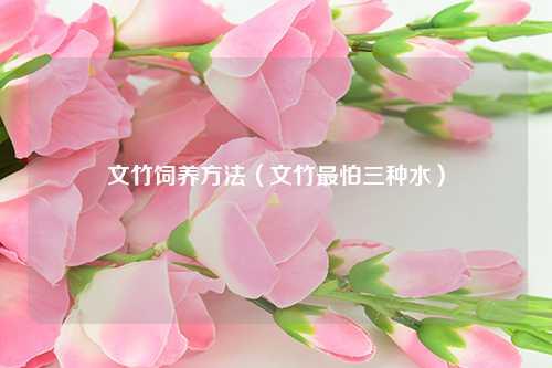 文竹饲养方法（文竹最怕三种水） 花卉