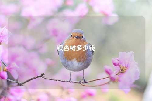 银杏树多少钱 花卉