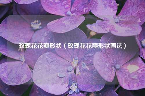 玫瑰花花瓣形状（玫瑰花花瓣形状画法） 花卉