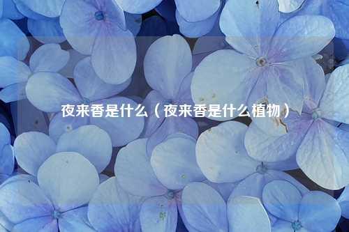 夜来香是什么（夜来香是什么植物） 花卉