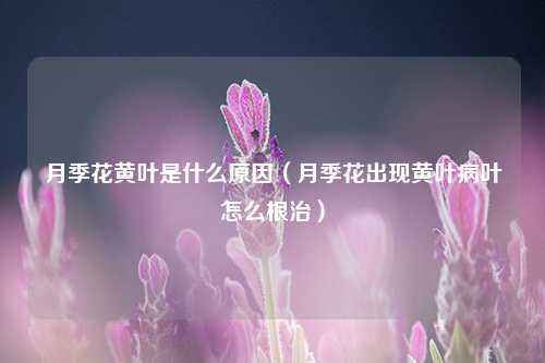 月季花黄叶是什么原因（月季花出现黄叶病叶怎么根治） 花卉