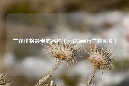 兰花价格最贵的品种（一亿5000万兰花图片） 花卉