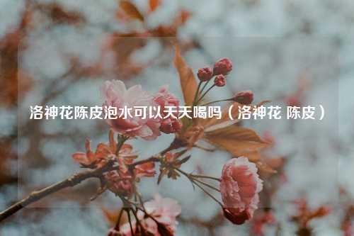 洛神花陈皮泡水可以天天喝吗（洛神花 陈皮） 花卉