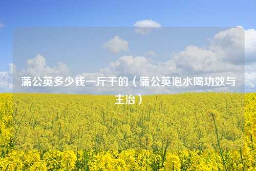 蒲公英多少钱一斤干的（蒲公英泡水喝功效与主治）