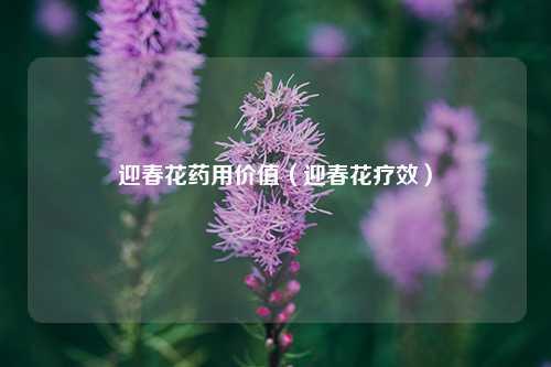 迎春花药用价值（迎春花疗效）