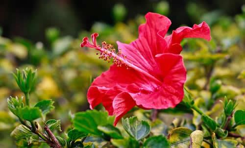 扶桑花夏天的浇水方法