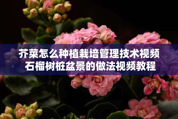 芥菜怎么种植栽培管理技术视频 石榴树桩盆景的做法视频教程