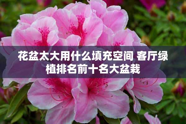 花盆太大用什么填充空间 客厅绿植排名前十名大盆栽