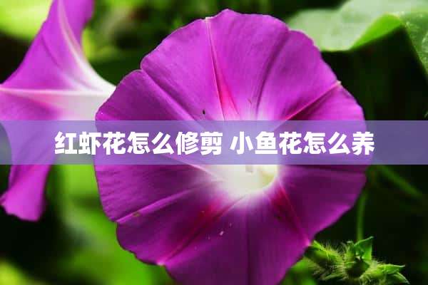 红虾花怎么修剪 小鱼花怎么养