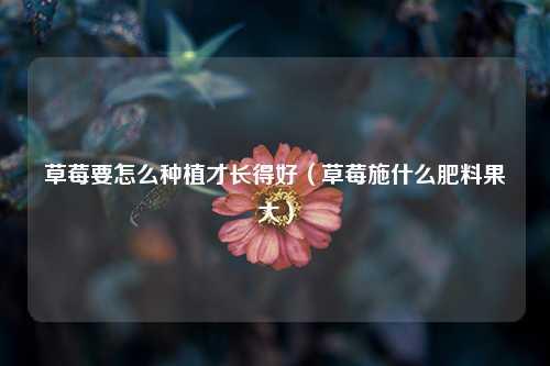 草莓要怎么种植才长得好（草莓施什么肥料果大） 花卉