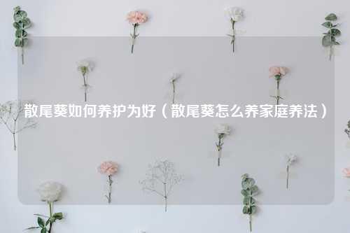 散尾葵如何养护为好（散尾葵怎么养家庭养法） 花卉