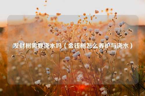 发财树需要浇水吗（金钱树怎么养护与浇水） 花卉