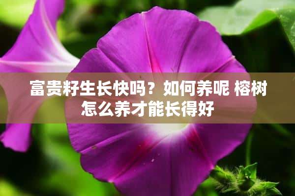 富贵籽生长快吗？如何养呢 榕树怎么养才能长得好