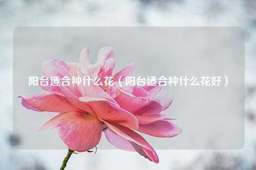 阳台适合种什么花（阳台适合种什么花好） 花卉