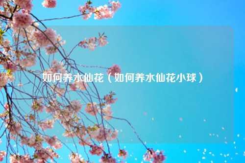 如何养水仙花（如何养水仙花小球） 花卉