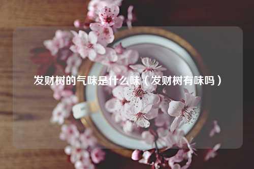 发财树的气味是什么味（发财树有味吗） 花卉