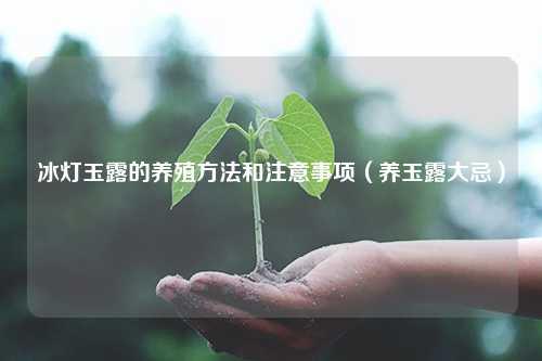 冰灯玉露的养殖方法和注意事项（养玉露大忌） 花卉