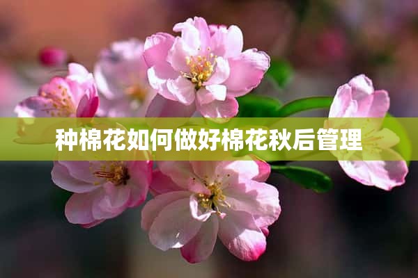 种棉花如何做好棉花秋后管理