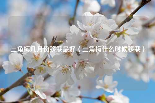 三角梅几月份移栽最好（三角梅什么时候移栽） 花卉