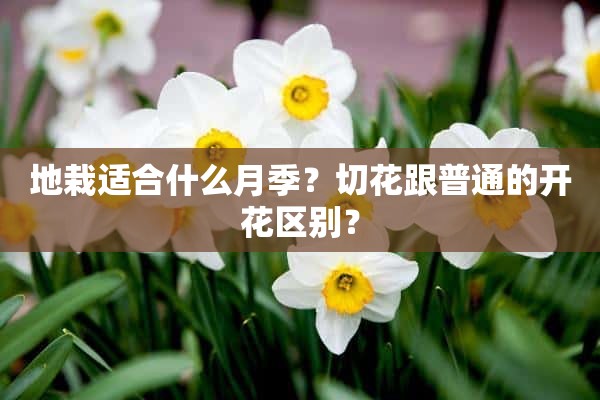 地栽适合什么月季？切花跟普通的开花区别？