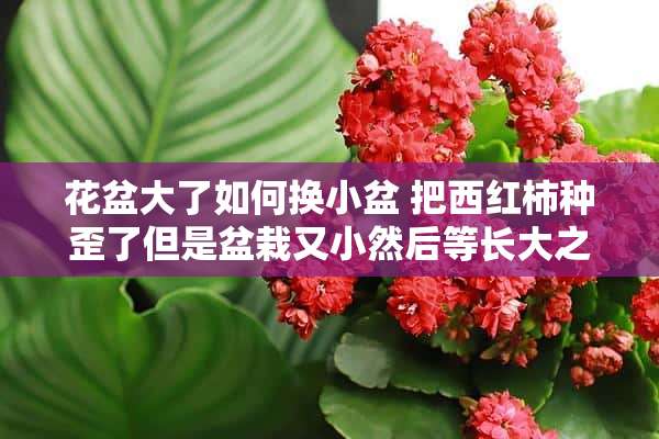 花盆大了如何换小盆 把西红柿种歪了但是盆栽又小然后等长大之后放在大盆栽里面该怎么移