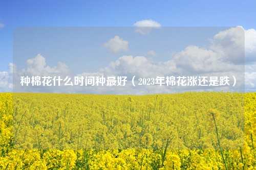 种棉花什么时间种最好（2023年棉花涨还是跌）