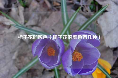 栀子花的颜色（栀子花的颜色有几种） 花卉