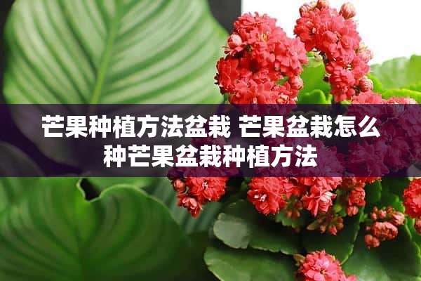 芒果种植方法盆栽 芒果盆栽怎么种芒果盆栽种植方法