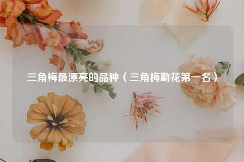 三角梅最漂亮的品种（三角梅勤花第一名） 花卉