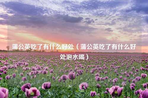 蒲公英吃了有什么好处（蒲公英吃了有什么好处泡水喝） 花卉